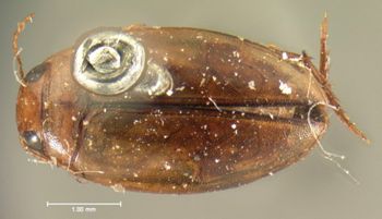 Media type: image;   Entomology 5999 Aspect: habitus dorsal view